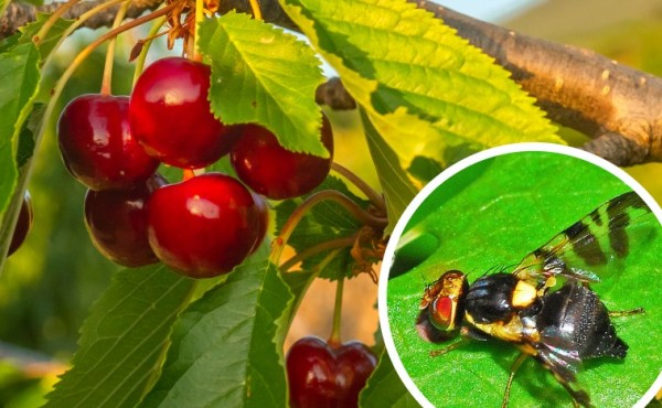 Naturalis, la solución de Biogard contra la mosca de la cereza