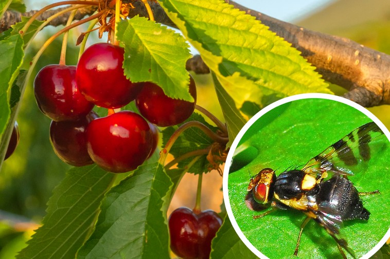 Naturalis, la solución de Biogard contra la mosca de la cereza