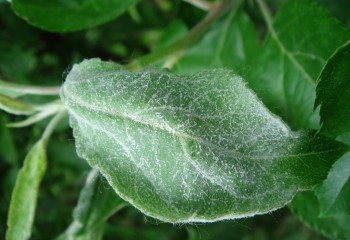 Control integrado del oídio del manzano
