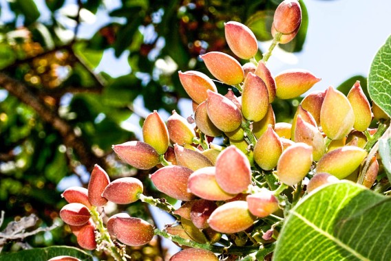 Descifrando al pistacho: genómica, desarrollo y fisiología