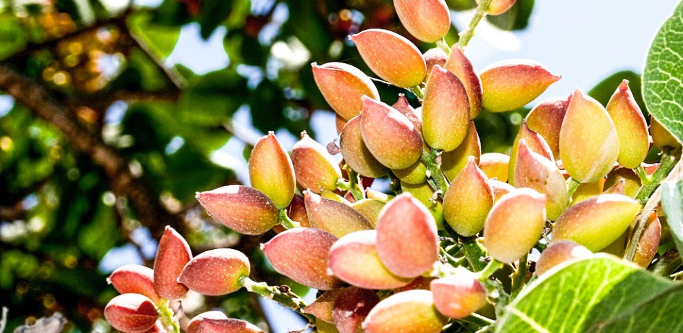 pistachos