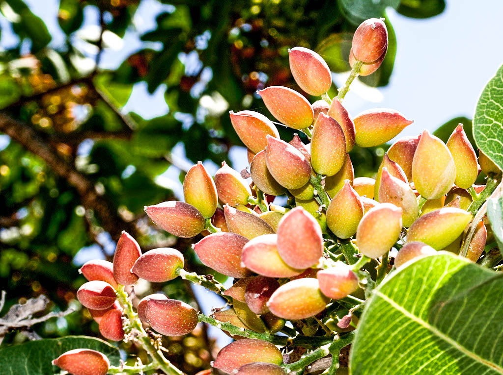 Adipe Castilla-La Mancha prevé una gran cosecha de pistacho para el 2025