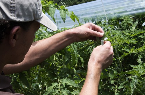 La Comisión de Medidas Fitosanitarias de la FAO estudia nuevos modos de frenar plagas y enfermedades