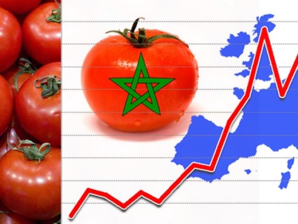 La competencia desleal del tomate marroquí eleva la preocupación de los productores de Francia, Italia y España