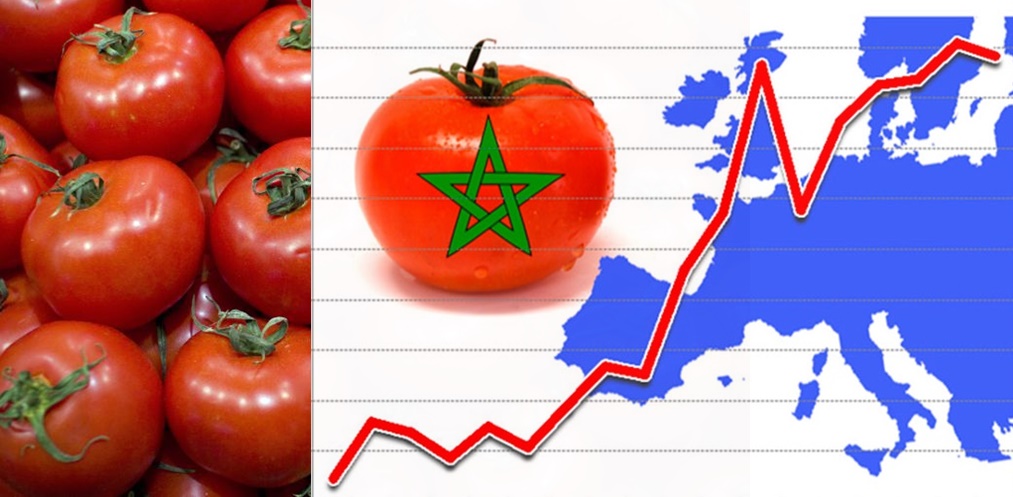 La competencia desleal del tomate marroquí eleva la preocupación de los productores de Francia, Italia y España