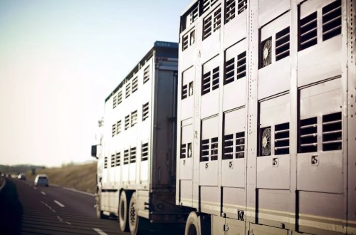 Apag Extremadura Asaja reivindica la retirada inmediata de la Ley de Bienestar Animal y el reglamento de Transporte de Animales Vivos