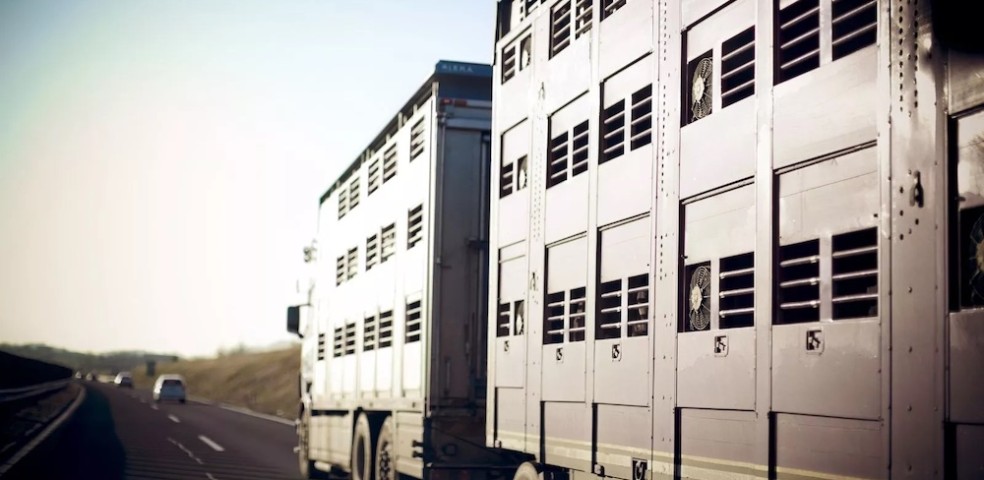 transporte_animales_bienestar