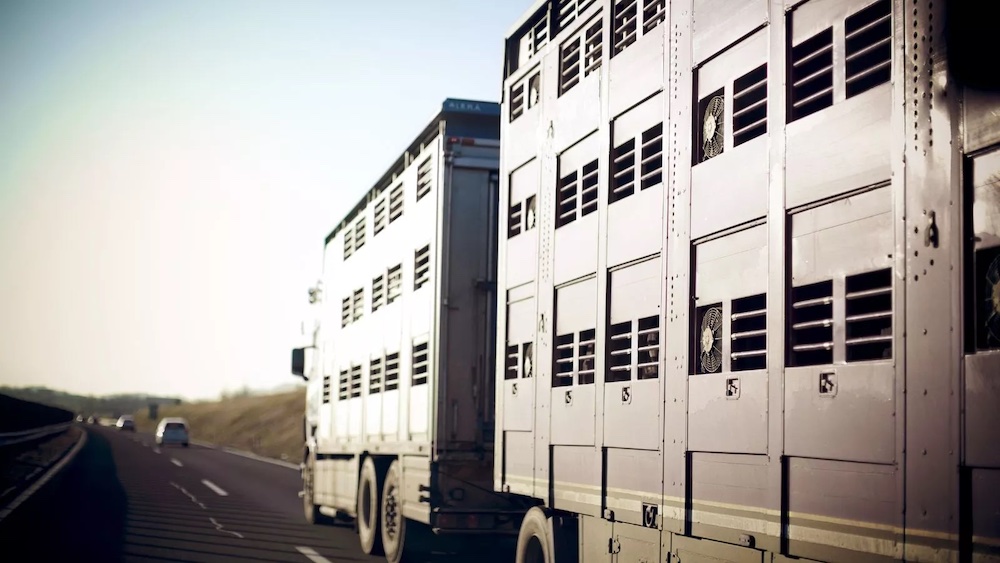 Apag Extremadura Asaja reivindica la retirada inmediata de la Ley de Bienestar Animal y el reglamento de Transporte de Animales Vivos