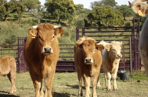 La importación española de carne fresca de vacuno crece en 2023 un 22%, las exportaciones lo hacen un 3%