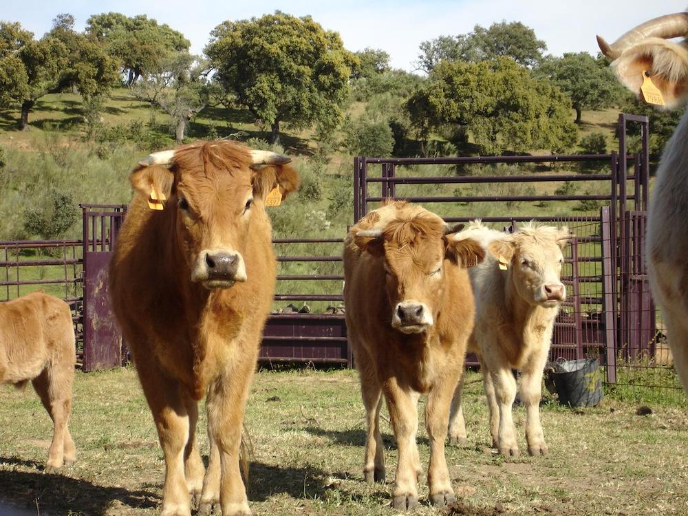 La importación española de carne fresca de vacuno crece en 2023 un 22%, las exportaciones lo hacen un 3%