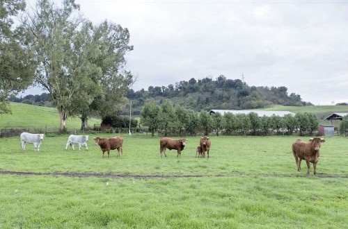 La FAO lanza una iniciativa para reducir la necesidad de antimicrobianos para la transformación de los sistemas agroalimentario