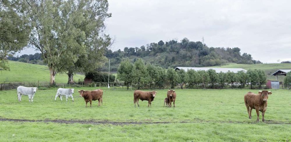 vacuno_granja