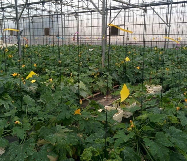 Claves para el manejo del virus de Nueva Delhi en cultivos de calabacín y tomate