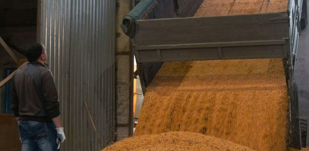grano_cereales