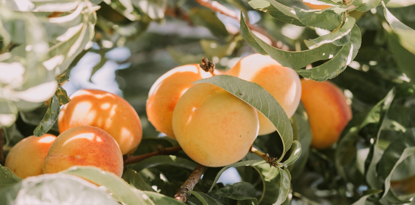 España volverá a liderar la producción europea de fruta de hueso con más de 1,5 Mt en 2024/25