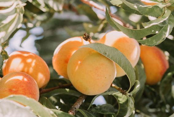 España volverá a liderar la producción europea de fruta de hueso con más de 1,5 Mt en 2024/25