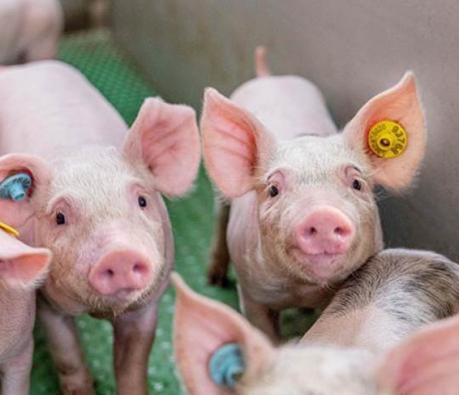 MSD Animal Health presenta una herramienta de identificación y monitorización para porcino
