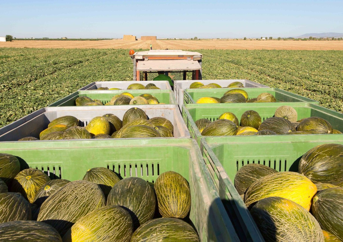 Las hectáreas de sandía en La Mancha podrían aumentar hasta un 15%; y las de melón bajar un 6%