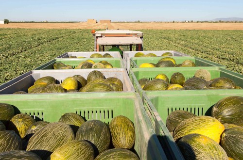 Las hectáreas de sandía en La Mancha podrían aumentar hasta un 15%; y las de melón bajar un 6%