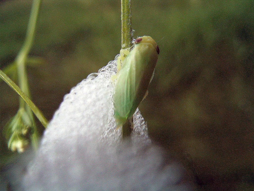 El cambio climático potencia la aparición de la “Xylella fastidiosa” que devora olivos en el Mediterráneo