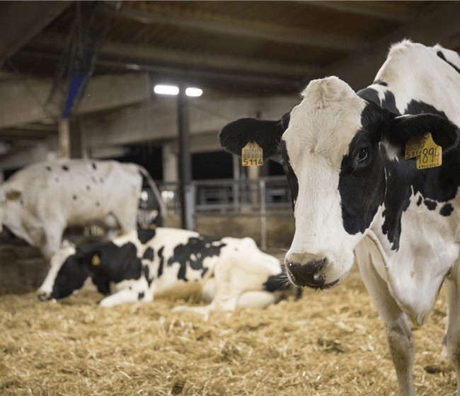 Las entregas de leche de vaca a compradores subieron un leve 0,4% en marzo, hasta 653.740 t