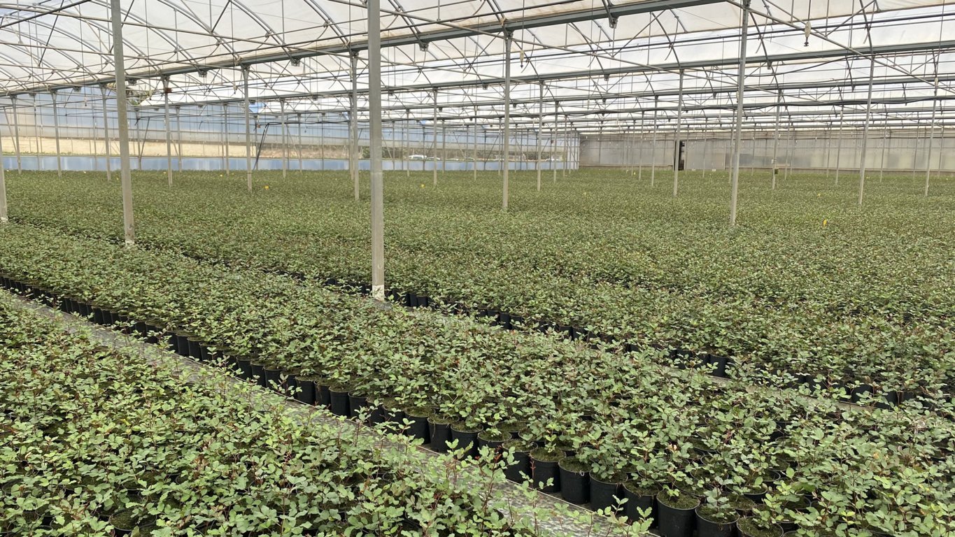 Algarrobo: del cultivo tradicional al regadío intensivo, con Viveros Hernandorena