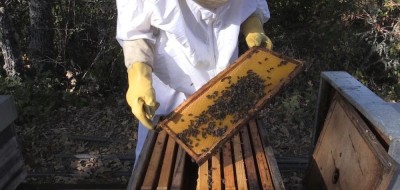 La apicultura extremeña, al borde del colapso por una normativa en contra del sector, según Apaex