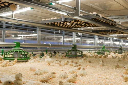 Producir bajo las normas ECC implica un coste adicional del 37,5% por kg de carne de ave de corral según la Avec
