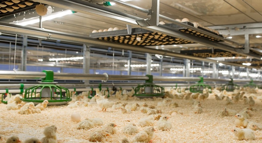 aves_corral_pollos