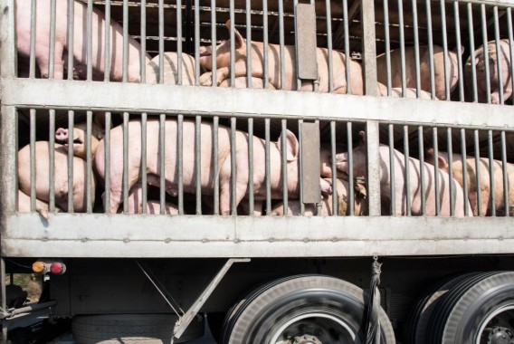 Las ONGs europeas presionan a Bruselas para que prohíba la exportación de animales vivos de la UE