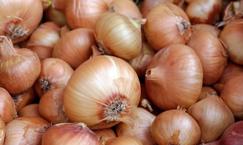cebollas_malaga_asaja