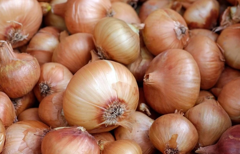 Asaja Málaga señala que los agricultores de cebollas se enfrentan la situación más crítica del siglo