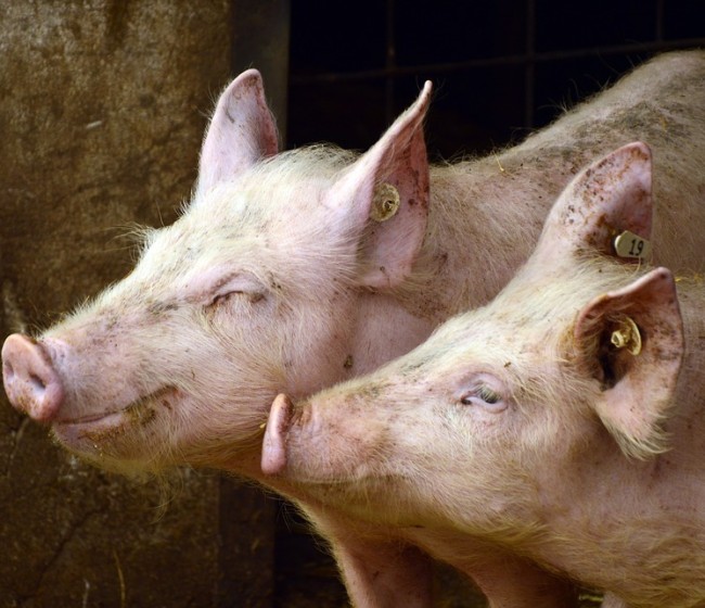 Peste Porcina Africana: 14 países de la UE afectados y multiplicación por cinco de focos en cerdos domésticos en 2023