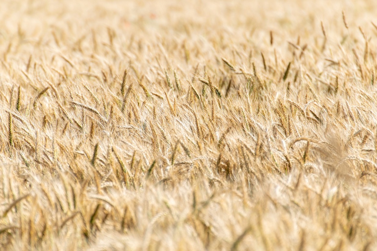Agroseguro realiza un nuevo pago de 20 M€ a los productores de cereal, incorporando ya a las zonas más tardías