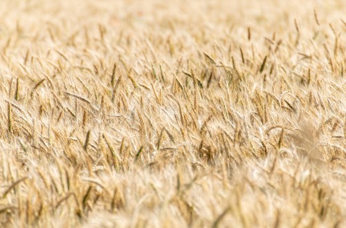 Agroseguro realiza un nuevo pago de 20 M€ a los productores de cereal, incorporando ya a las zonas más tardías