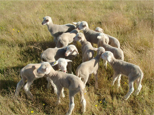 Feria Ganadera y Agroturística de La Siberia