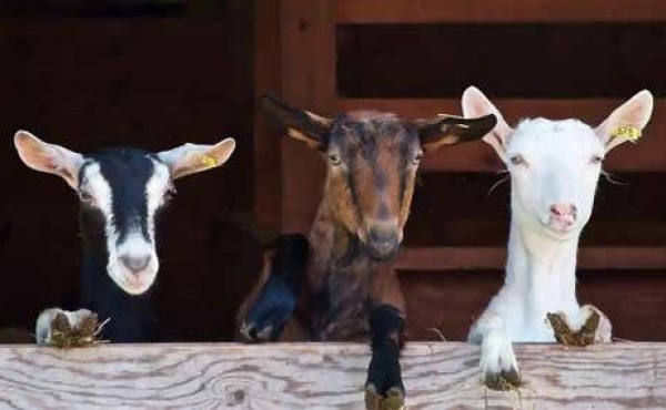 Desarrollo de un método para la cuantificación de leches de diferentes especies en quesos de mezcla