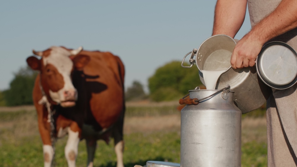 La entrega de leche en Asturias baja un 1,4% en lo que va de campaña