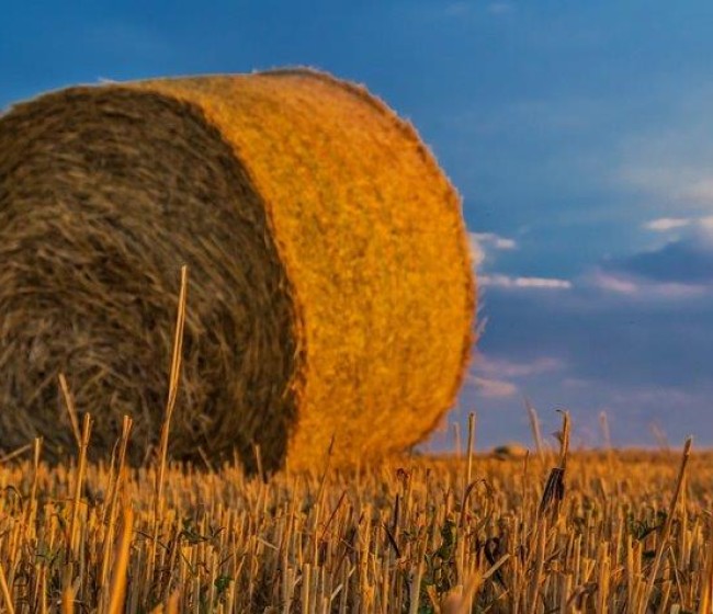 La sequía redujo un 22% la producción de alfalfa y forrajes deshidratados en la campaña 2023-2024