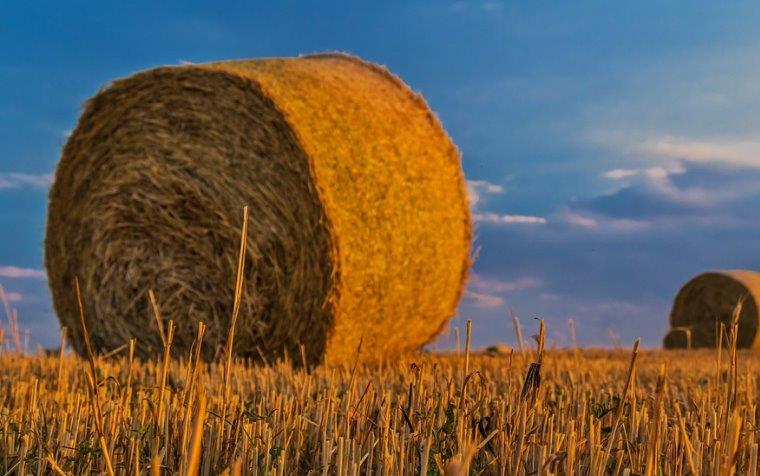 La sequía redujo un 22% la producción de alfalfa y forrajes deshidratados en la campaña 2023-2024