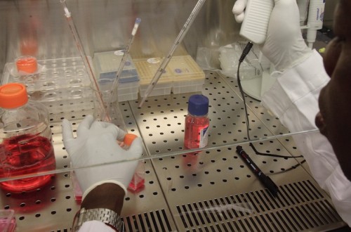 La FAO destaca cómo las técnicas nucleares pueden desempeñar un papel crucial en el establecimiento de normas alimentarias mundiales