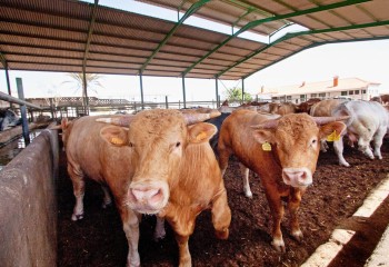Asaja rechaza la entrada en vigor del crotal electrónico obligatorio para el ganado vacuno