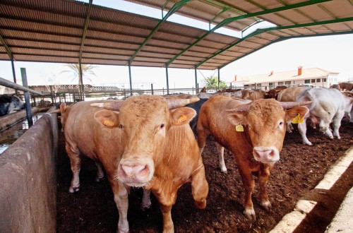 Asaja rechaza la entrada en vigor del crotal electrónico obligatorio para el ganado vacuno