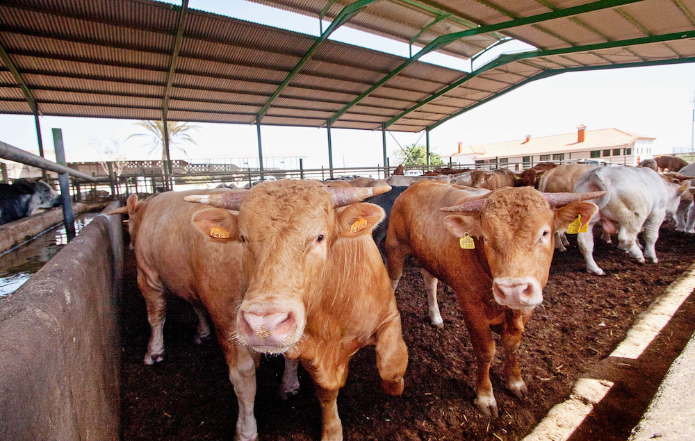 Canarias concede ayudas a la importación de terneros de engorde por 750.000 euros
