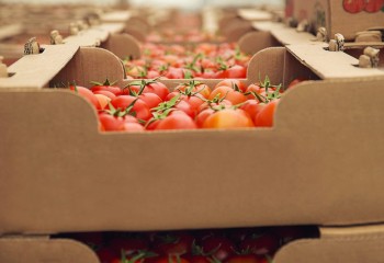 Andalucía lidera las exportaciones agroalimentarias de España con 9.250 millones de euros