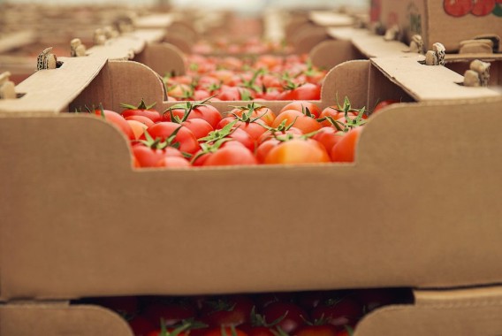 Los precios de exportación de la industria alimentaria cayeron un 3,2% interanual en julio
