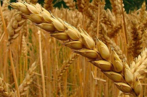 Rebaja en la estimación de producción mundial de cereales: 2.311 M de tn, 4 M menos por la reducción de trigo