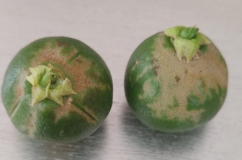 La Unió alerta de la posible presencia de un nuevo trips virulento en cítricos del sur de Alicante y en el caqui