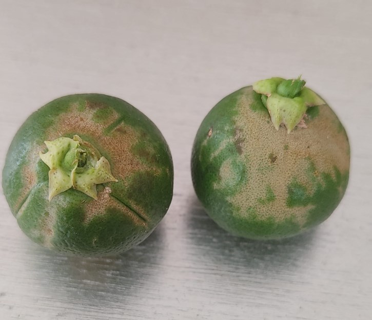 La Unió alerta de la posible presencia de un nuevo trips virulento en cítricos del sur de Alicante y en el caqui