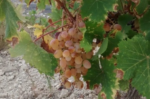 La Unió Llauradora calcula pérdidas de 1,6 millones en la uva de mesa de la Marina Alta por la sequía